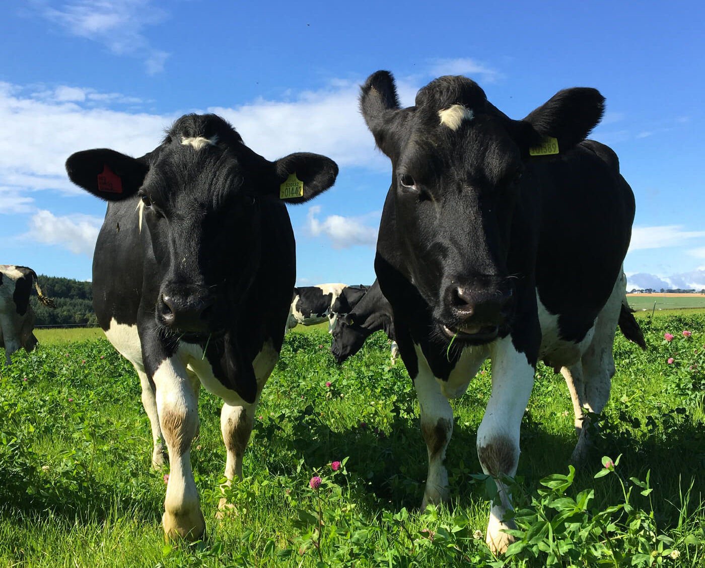 Organic Farming