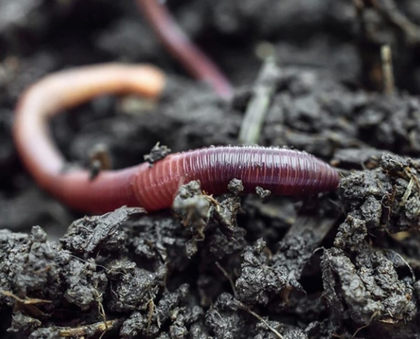 Organic Farming